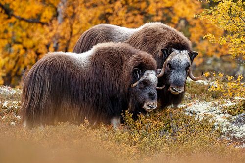 Musk ox in Norway