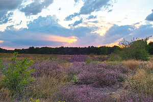 Heide met zonsondergang in limburg