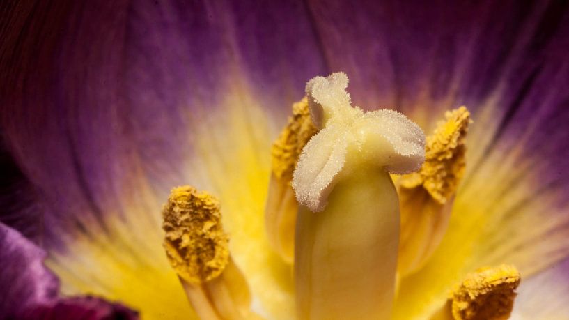 purple tulip with yellow core by mick agterberg