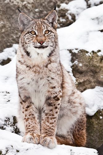 A beautiful and proud wild forest wildcat Lynx sits upright and looks with clear eyes. On the snow w