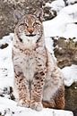 Een mooie en trotse wilde boskat Lynx zit rechtop en kijkt met heldere ogen. Op de sneeuw met een do van Michael Semenov thumbnail