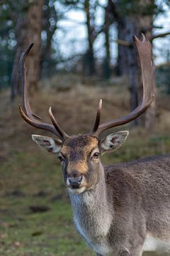 Een poserende damhert #3 van Selwyn Smeets - SaSmeets Photography