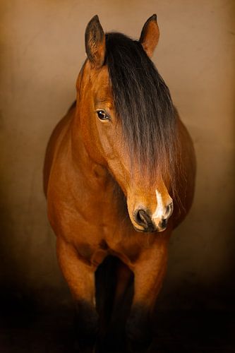 Horse with warm colours