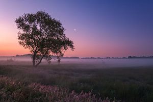 Goedemorgen van Esmeralda holman