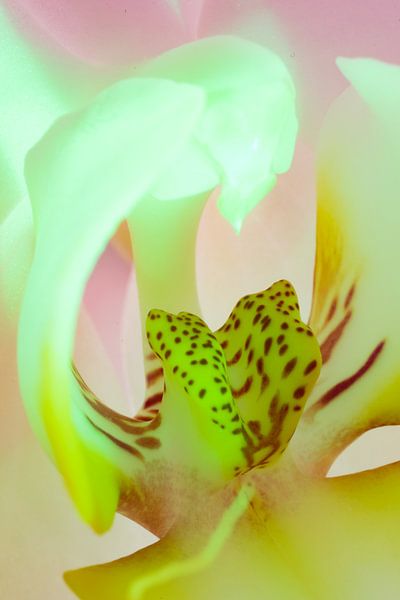 orchid in greenlight by Henry van Schijndel
