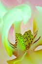 orchid in greenlight by Henry van Schijndel thumbnail