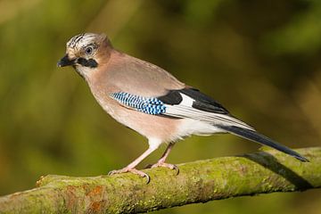 Jay in Originalgröße von Stobbe; stiltegrafie