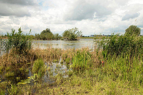 Nevengeul uiterwaarden Cloppenwaard bij Werkendam in de lente