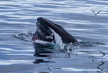 Humpback after a bite of fish by Merijn Loch