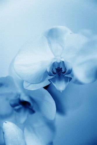orchidée - 02