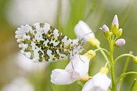 Orange tip close