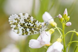 Orange tip close by Antoine Deleij