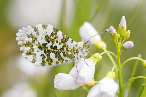 Oranjetipje dichtbij