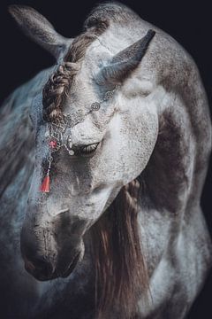 Portrait Fine art cheval rose bijoux sur Shirley van Lieshout