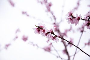fleurir