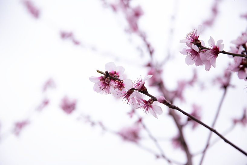Blüte von Monique de Koning
