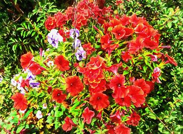 Een mand met rode petunia's van Dorothy Berry-Lound