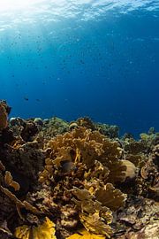 The blue sea by Bram van Toor