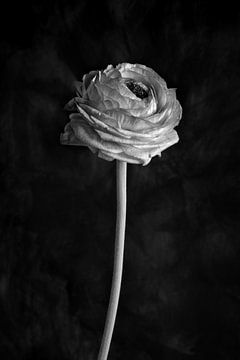 Ranunculus (black and white) by Remke Spijkers