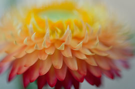 Straw flower