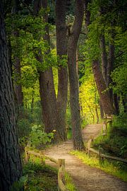 Chemin à travers la forêt sur Coen Weesjes