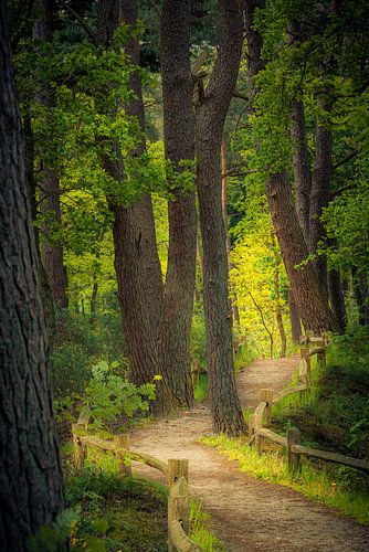 Chemin à travers la forêt