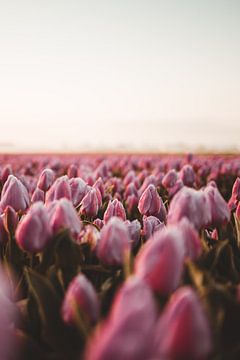 Tulpenfelder von Rick Ouwehand