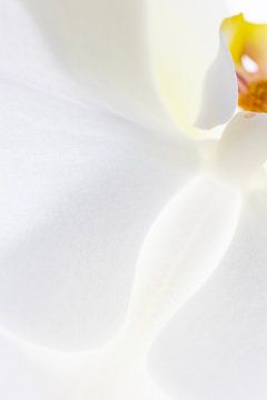 Witte orchidee abstract II van Jane van Bostelen