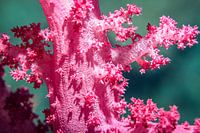 Weichkorallen im Roten Meer, vor der Küste Ägyptens