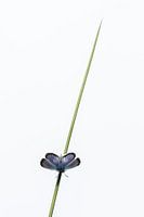 Silver-studded blue, The Netherlands