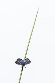 Silver-studded blue, The Netherlands by Ed van Loon