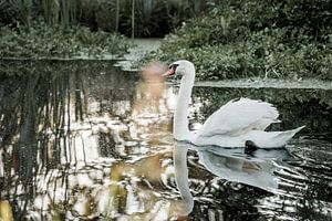 Zwaan op Spiegelend Water Rustig Natuurtafereel