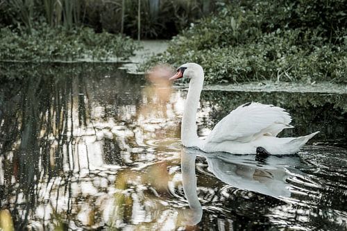 Swan on Mirror-like Water Peaceful Nature Scene by Femke Ketelaar
