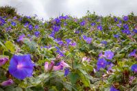 Bloesems van de bloeiende winde