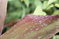 Regendruppels Op Een Tropische Plant
