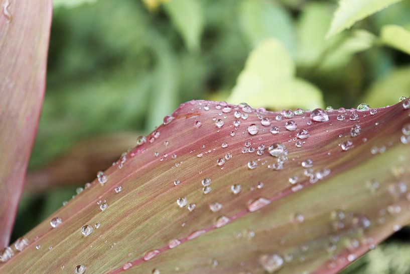 Raindrops On A Tropical Plant by Henrike Schenk