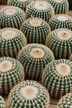 Veel ronde cactussen in close-up van Imperial Art House