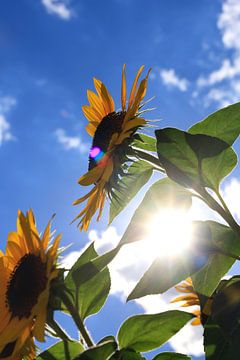 Tijd van de zonnebloemen
