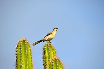 Oiseau moqueur à Curaçao sur Karel Frielink