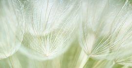 Yellow Morning Star fluff ball by Ellen Driesse