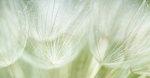 Boule de peluche jaune Morning Star