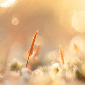 Haarmoos im Morgenlicht von Bianca Blonk