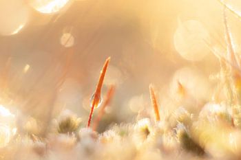 hair moss in morning light