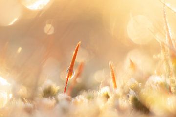 Haarmoos im Morgenlicht