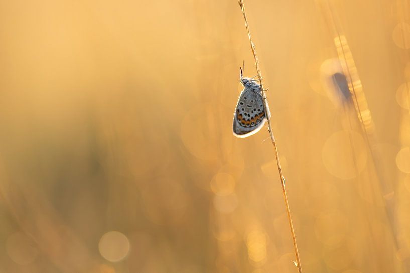 Simplicity by Aukje Ploeg