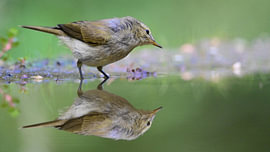 Reflet dans le silence du matin sur Wim Priem