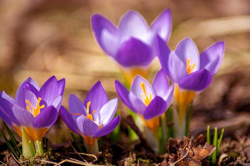 Concept flora : Wild crocus