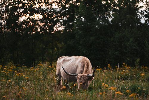 Schotse Hooglander graast tussen gele bloemen