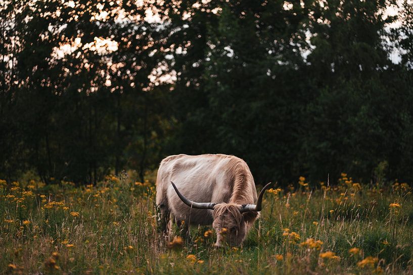 Un Highlander écossais broute parmi des fleurs jaunes par Kim Spapens
