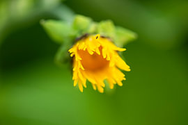 Young elecampane flower by Andreas Paul
